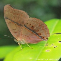 Cirrochroa thais  Fabricius, 1787